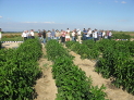 INTIA presenta los ensayos de cultivos hortícolas de verano de su finca de Cadreita