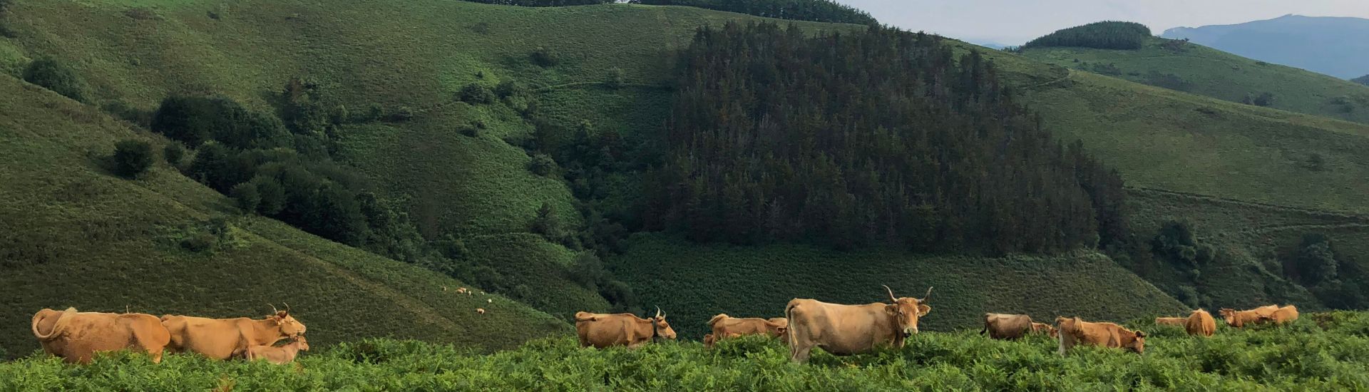 Vacas de raza Betizu