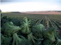 XXII Jornadas de exaltación de la verdura: Conferencia agroalimentaria de INTIA sobre principales cultivos en la horticultura navarra, importancia y evolución