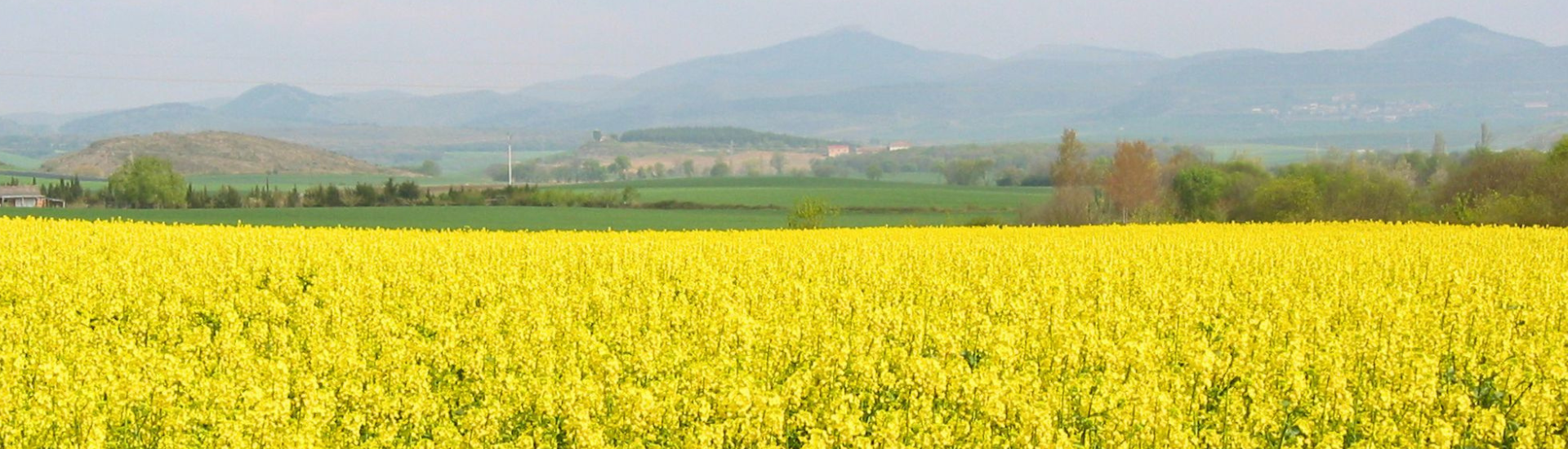 Un campo de colza 