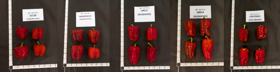 Diferentes variedades de pimiento 