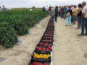Próximas Jornadas INTIA: Hortícolas de verano en Cadreita, Jornadas técnicas para queserías, Jornada demostrativa de elaboración de compost, Producción ecológica de cereales y leguminosas, etc