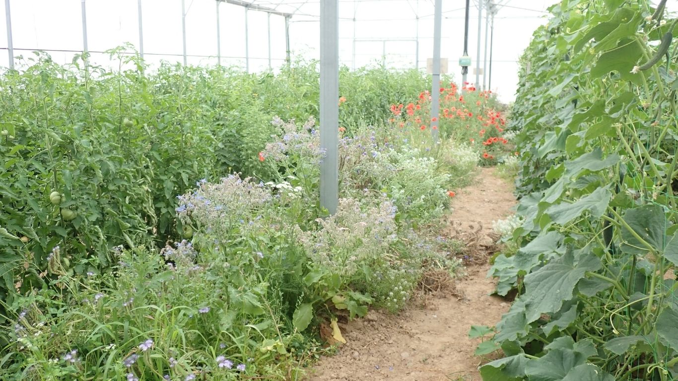 bandas floridas en Sartaguda