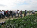 INTIA presenta los ensayos de cultivos hortícolas de verano