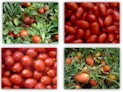 Celebrada la I Jornada sobre calidad en el tomate de industria organizada por INTIA en Cadreita
