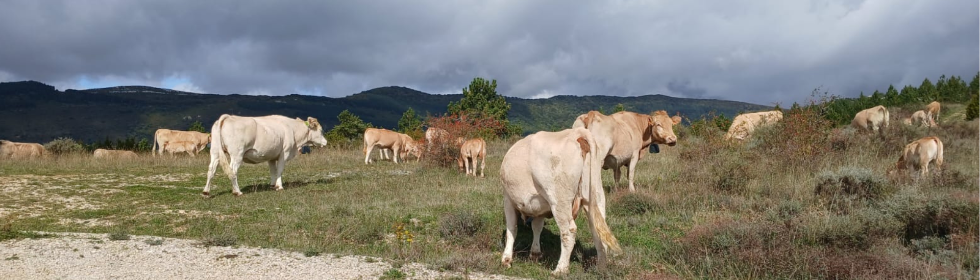 Vacas en el monte