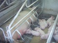 Un estudio en el que ha participado INTIA descubre un plásmido resistente a antibióticos en H. parasuis (agente causante de la enfermedad de Glässer en porcino)
