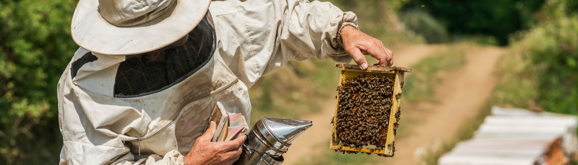 apicultura INTIA