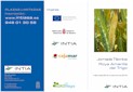INTIA, en colaboración con Cajamar, organiza una Jornada Técnica sobre Roya amarilla del trigo
