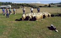 INTIA participa en la primera reunión del proyecto europeo PIRINNOVI para mejorar la viabilidad de la ganadería ovina transpirenaica