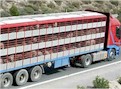 Jornada sobre bienestar animal en el transporte: cuarenta transportistas de ganado reciben formación en INTIA