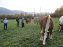 INTIA organizó un viaje técnico a Cataluña con ganaderos y ganaderas de equino