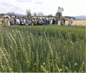 INTIA organizó una jornada de visita a ensayos de cereales en ecológico: trigo y espelta en secano