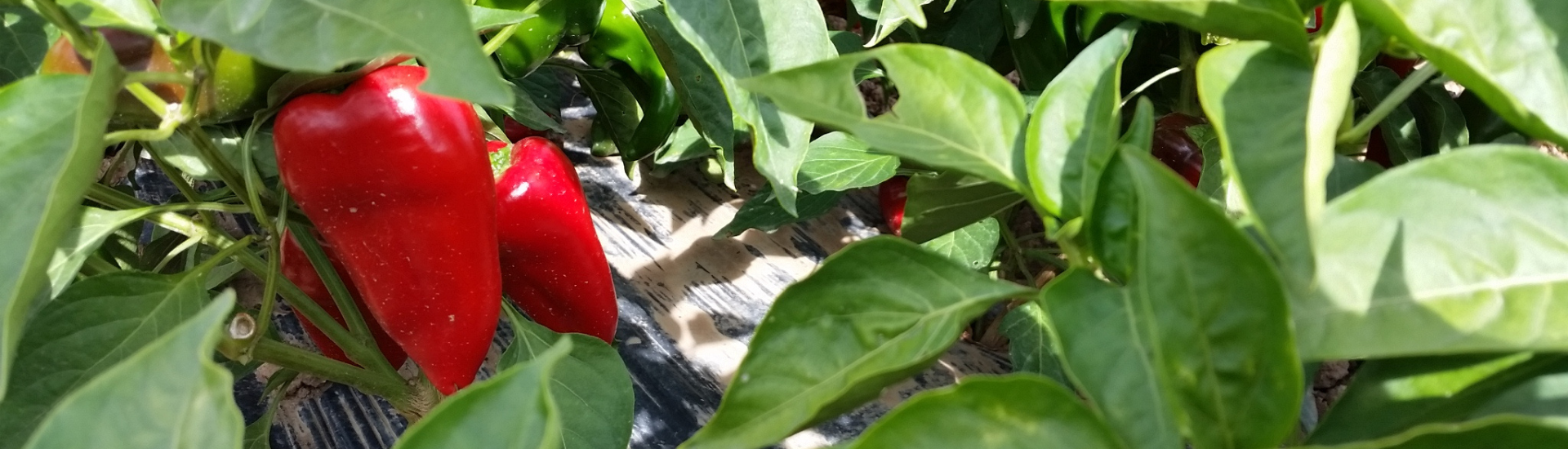 piquillo de lodosa