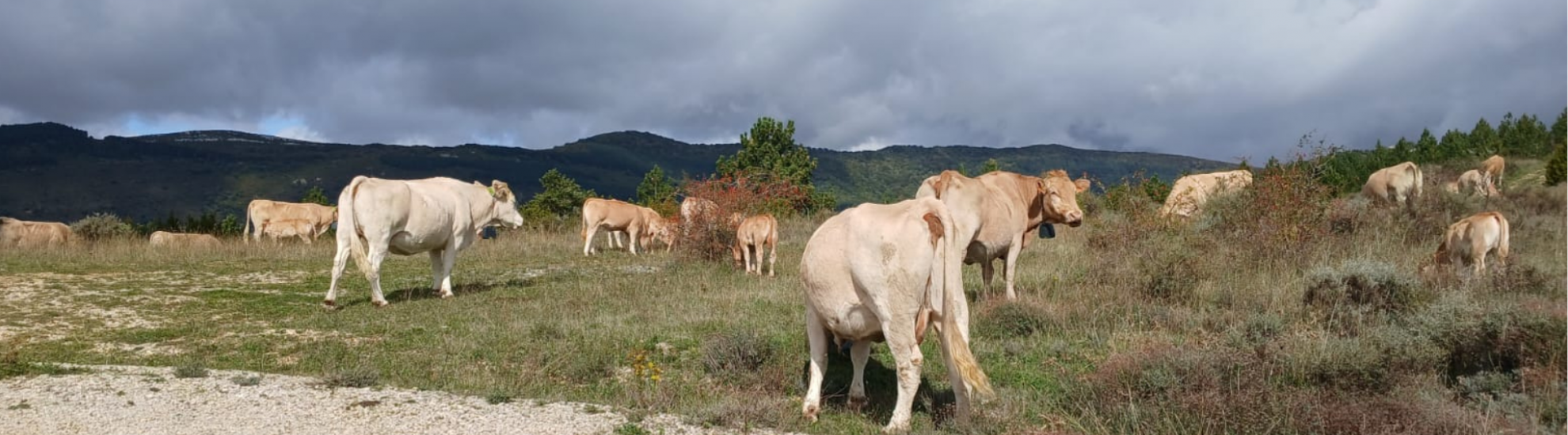 Gestión del territorio