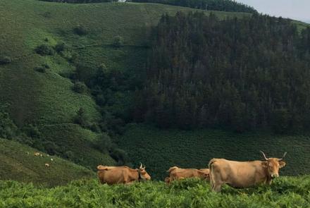 Vacas de raza Betizu