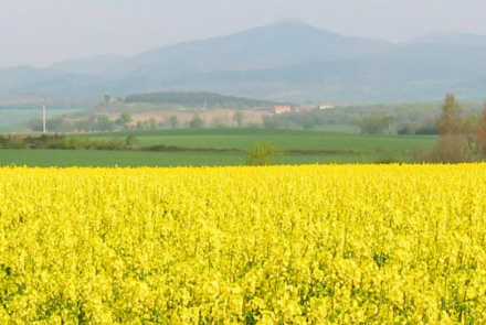 Un campo de colza 