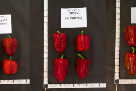 Diferentes variedades de pimiento 