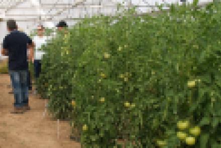 Variedades de tomate y pimiento, abonos verdes y biofumigación, temas de la jornada organizada en los invernaderos de INTIA en Sartaguda