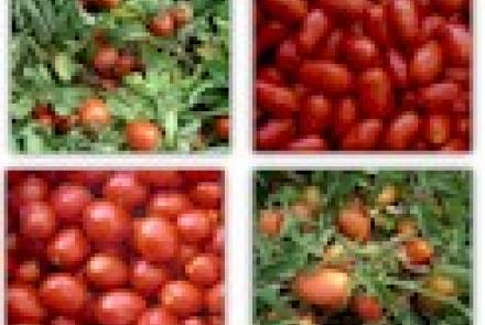 Celebrada la I Jornada sobre calidad en el tomate de industria organizada por INTIA en Cadreita