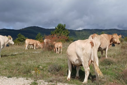 Vacas en el monte