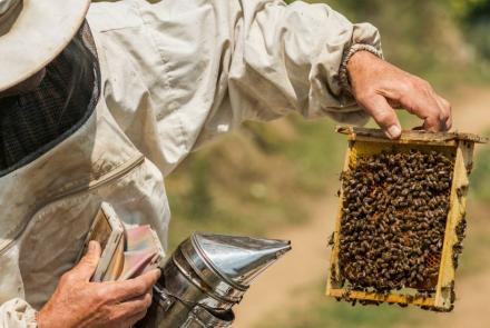 apicultura INTIA