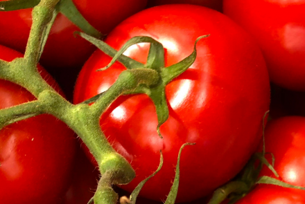tomate INTIA