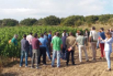 INTIA participa en el proyecto Smart Sustainable Wine, el sector del vino navarro como referente en sostenibilidad