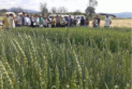 INTIA organizó una jornada de visita a ensayos de cereales en ecológico: trigo y espelta en secano