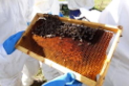 El lunes 9 de abril comienza un curso en INTIA sobre apicultura