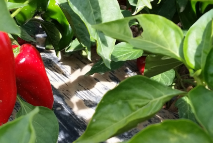 piquillo de lodosa